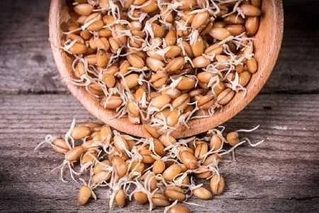 جوانه گندم برای تنبلی تخمدان نی نی سایت