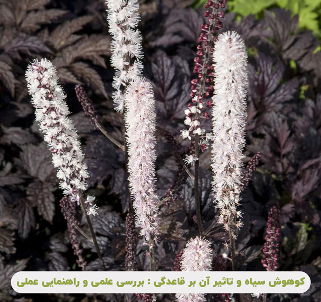 کوهوش سیاه و تاثیر آن بر قاعدگی : بررسی علمی و راهنمایی عملی