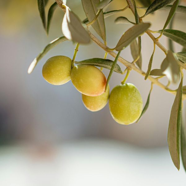 روغن زیتون برای بواسیر