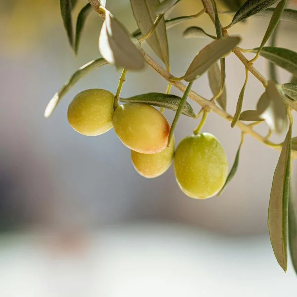 روغن زیتون برای بواسیر